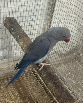 Parrochetto del collare Coppia viola