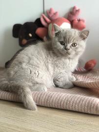 Cucciolo British Shorthair con pedigree