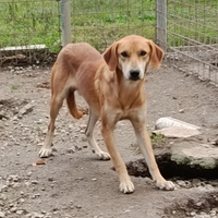 Maschio 1 anno 15 kg