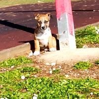 Cucciolo incrociato con jack Russel e Bassotto