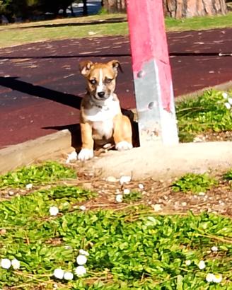 Cucciolo incrociato con jack Russel e Bassotto