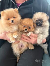Cuccioli Pomerania