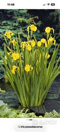Iris pseudacorus