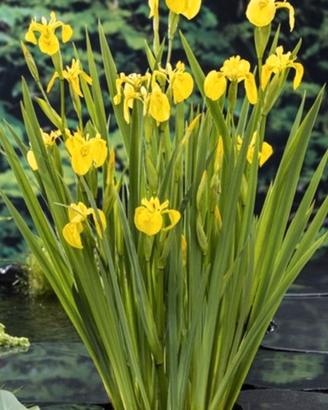 Iris pseudacorus