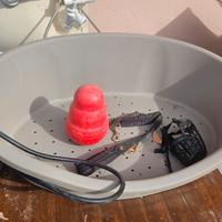 gioco Kong guinzaglio 