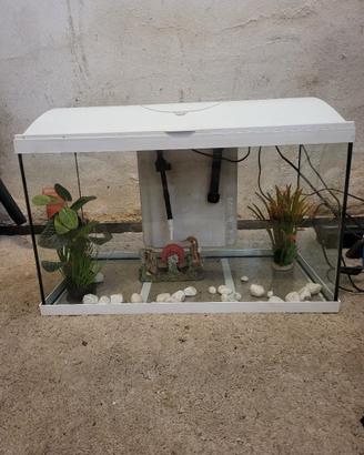 acquario