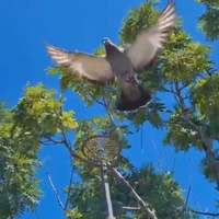 Piccioni addestrati cimbelli e volantini Rulli