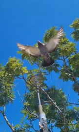 Piccioni addestrati cimbelli e volantini Rulli