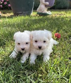 Maltese toy