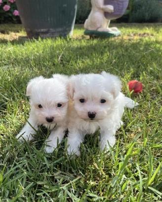 Maltese toy