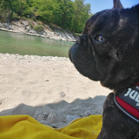 Bulldog francese per monta