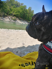 Bulldog francese per monta