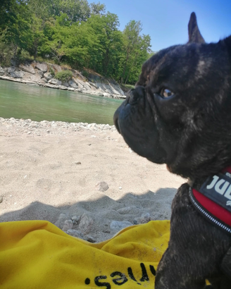 Bulldog francese per monta