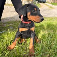 Cuccioli di dobermann