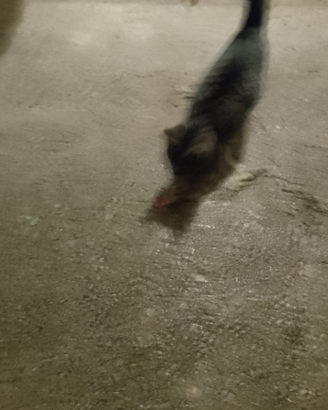 Dono un gatto