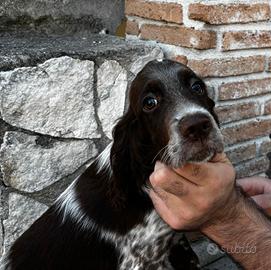 Cuccioli setter inglesi