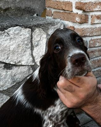 Cuccioli setter inglesi