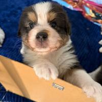 Cucciolo pastore australiano