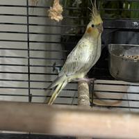 Calopsite femmina selvatica