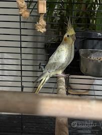 Calopsite femmina selvatica