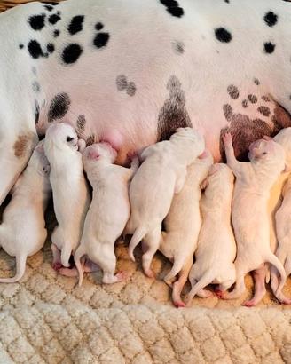 Cuccioli di dalmata con pedegree