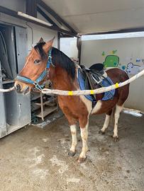 Pony pezzato