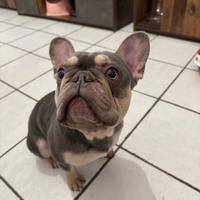 Monta bulldog francese lilac tan