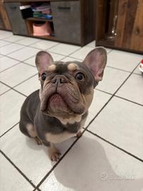 Monta bulldog francese lilac tan