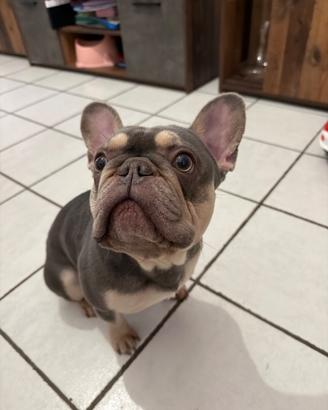 Monta bulldog francese lilac tan