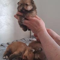 Cuccioli di spitz pomerania mini toy