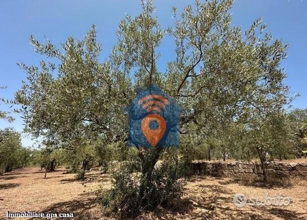 Castelvetrano Uliveto In Zona Via Tagliata