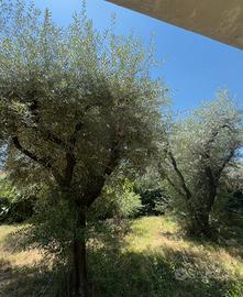 olivi secolari ornamentali per giardini e ville