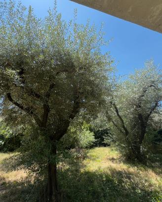 olivi secolari ornamentali per giardini e ville