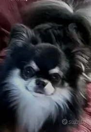 Super stalloni dà monta , con pedigree ENCI SELEZI