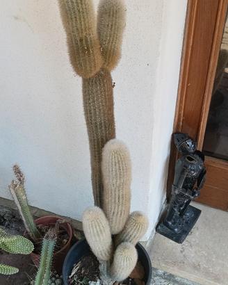  Cactus torcia d'argento ,ornamentale