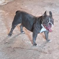 American bully