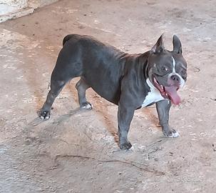 American bully