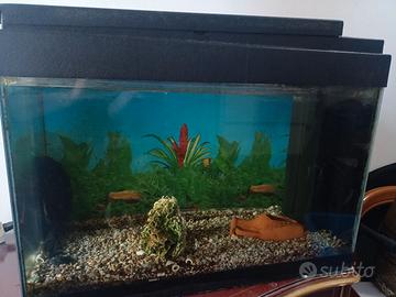 Acquario e pesce pulitore 