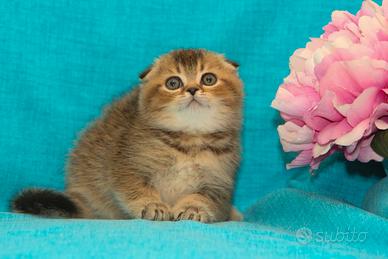 Scottish fold, Scottish straight
