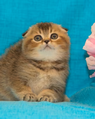 Scottish fold, Scottish straight