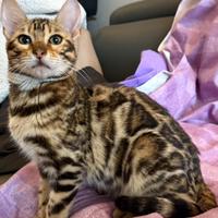 Gattina bengala leopardata di 4 mesi