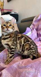Gattina bengala leopardata di 4 mesi