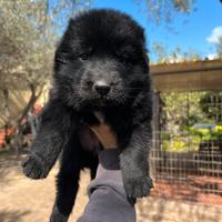 Cuccioli pastore tedesco nero