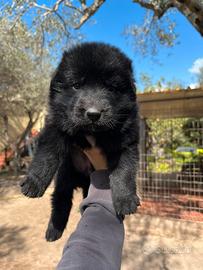 Cuccioli pastore tedesco nero