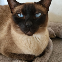 Gattina siamese