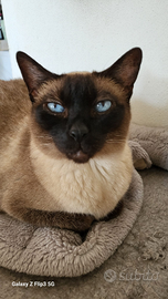 Gattina siamese