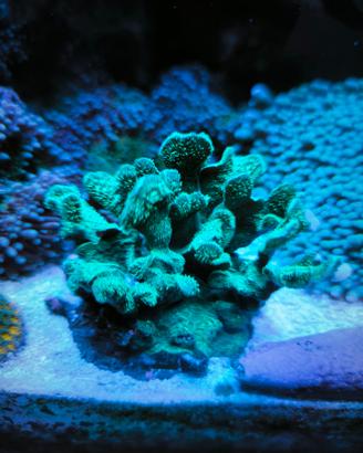 Pavona decussata