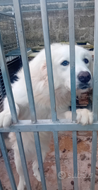 Pastore maremmano femmina