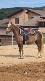 Cavallo