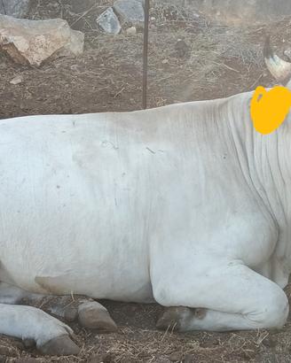 Torello marchigiano